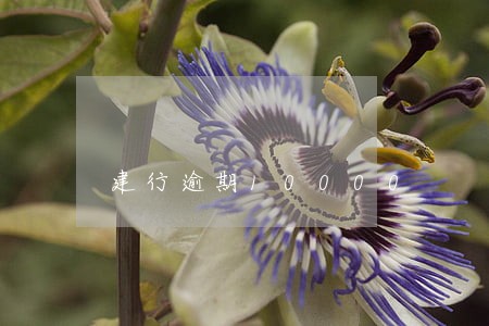 建行逾期10000