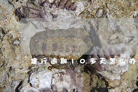 建行逾期10多天怎么办 建行逾期10多天怎么办