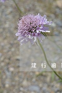 建行逾期3200半年