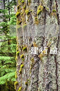 建行逾期4个月