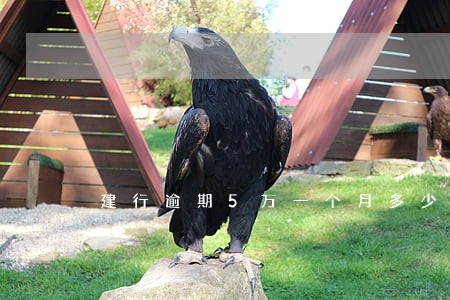 建行逾期5万一个月多少利息