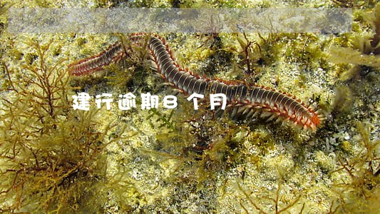 建行逾期8个月 建行逾期8个月
