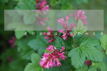 建行逾期会不会影响交通信用卡
