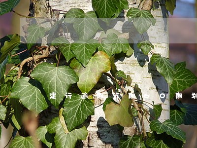 建行逾期分期60期划算吗 建行逾期分期60期划算吗