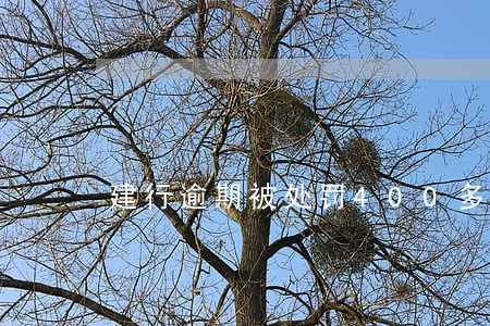 建行逾期被处罚400多 建行逾期被处罚400多