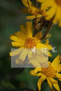 建行龙卡信用卡行内逾期冻结 建行龙卡信用卡行内逾期冻结