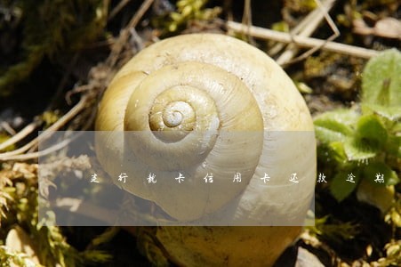建行龙卡信用卡还款逾期