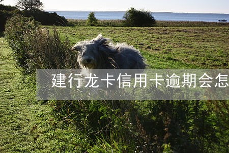 建行龙卡信用卡逾期会怎样 建行龙卡信用卡逾期会怎样
