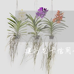 建行龙卡信用卡逾期怎么查询