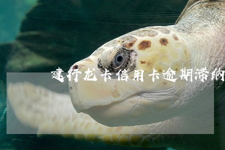 建行龙卡信用卡逾期滞纳金 建行龙卡信用卡逾期滞纳金