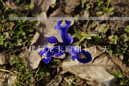 建行龙卡逾期11天 建行龙卡逾期11天