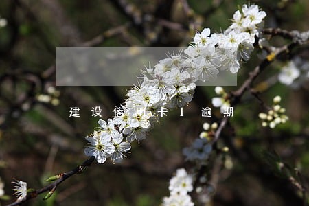 建设信用卡1逾期 建设信用卡1逾期