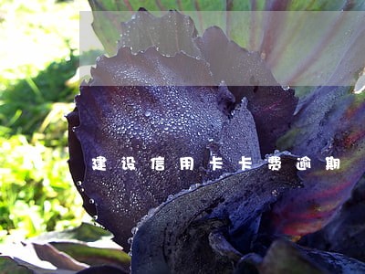 建设信用卡卡费逾期