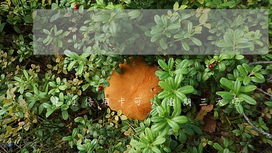 建设信用卡可以逾期三天吗