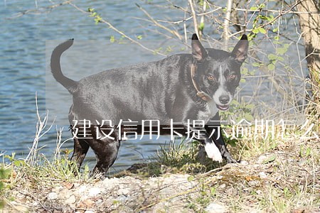 建设信用卡提示逾期怎么办 建设信用卡提示逾期怎么办