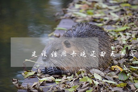 建设信用卡晚还四天算逾期吗 建设信用卡晚还四天算逾期吗