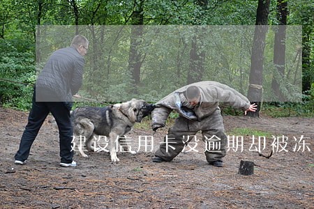 建设信用卡没逾期却被冻结
