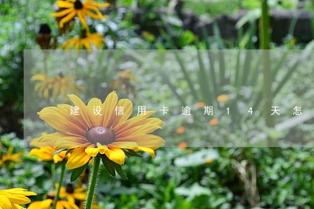 建设信用卡逾期14天怎么办 建设信用卡逾期14天怎么办
