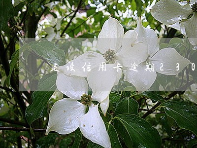 建设信用卡逾期23000 建设信用卡逾期23000