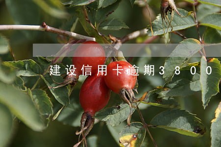 建设信用卡逾期38000 建设信用卡逾期38000