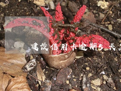 建设信用卡逾期5天怎么办 建设信用卡逾期5天怎么办