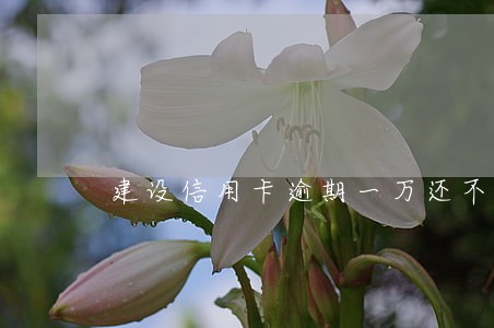 建设信用卡逾期一万还不上 建设信用卡逾期一万还不上