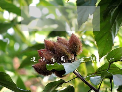 建设信用卡逾期一个月还最低