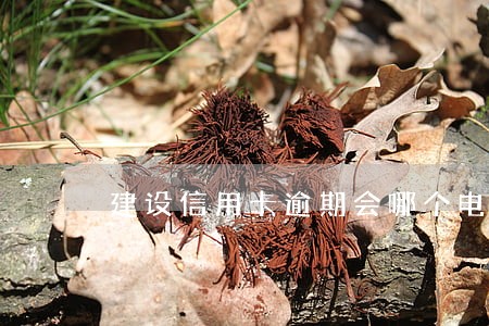 建设信用卡逾期会哪个电话