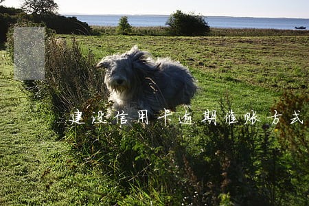 建设信用卡逾期催账方式