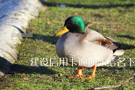 建设信用卡逾期冻结名下资产 建设信用卡逾期冻结名下资产