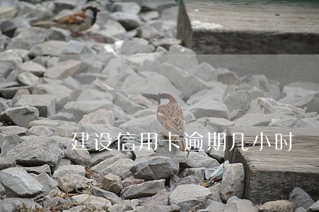 建设信用卡逾期几小时