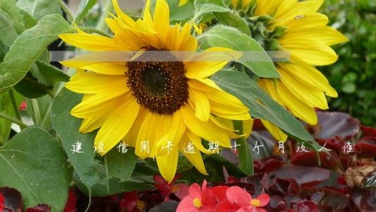 建设信用卡逾期十个月没人催 建设信用卡逾期十个月没人催