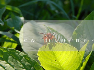 建设信用卡逾期咋还不了钱