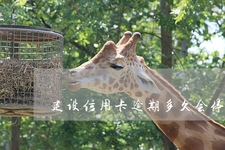 建设信用卡逾期多久会停卡 建设信用卡逾期多久会停卡