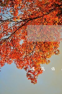 建设信用卡逾期怎么协商解决