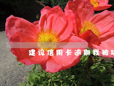 建设信用卡逾期我被坑惨了