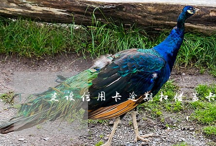 建设信用卡逾期扣储蓄卡钱