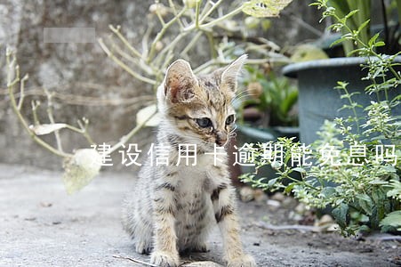 建设信用卡逾期能免息吗 建设信用卡逾期能免息吗