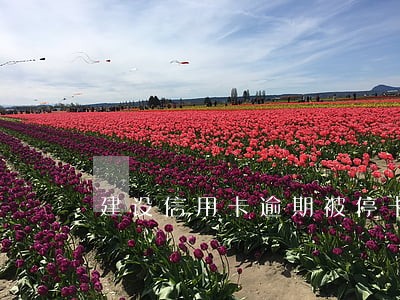 建设信用卡逾期被停卡 建设信用卡逾期被停卡