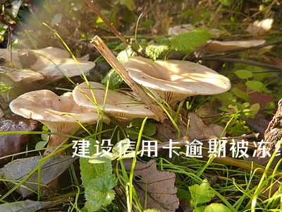 建设信用卡逾期被冻结怎么办 建设信用卡逾期被冻结怎么办