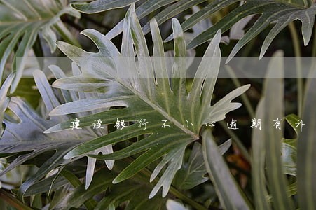 建设银行不小心逾期有补救方法吗 建设银行不小心逾期有补救方法吗