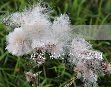 建设银行个人逾期 建设银行个人逾期