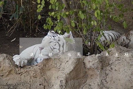建设银行信用卡如果逾期了会怎样 建设银行信用卡如果逾期了会怎样