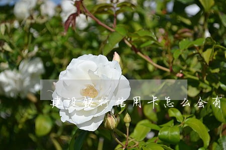 建设银行信用卡怎么会有逾期 建设银行信用卡怎么会有逾期
