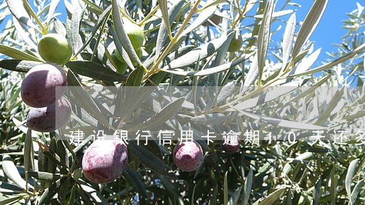 建设银行信用卡逾期10天还多少