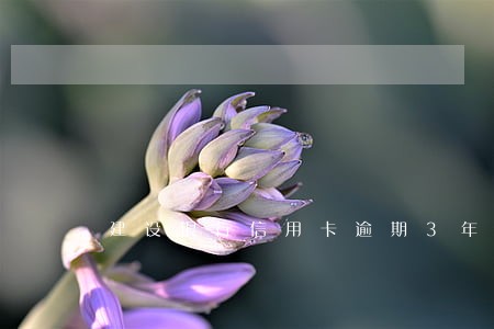 建设银行信用卡逾期3年能减免吗