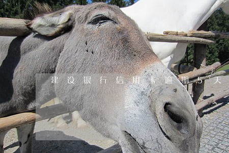 建设银行信用卡逾期5天上征信 建设银行信用卡逾期5天上征信