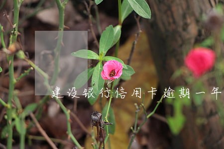 建设银行信用卡逾期一年多了