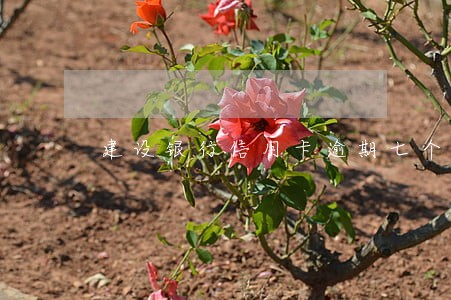 建设银行信用卡逾期七个月 建设银行信用卡逾期七个月