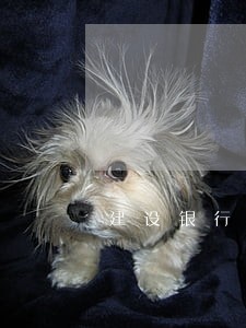 建设银行信用卡逾期三个多月